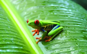 BBVA Columbia and IFC Issue Financial Sector's First Ever Biodiversity Bond