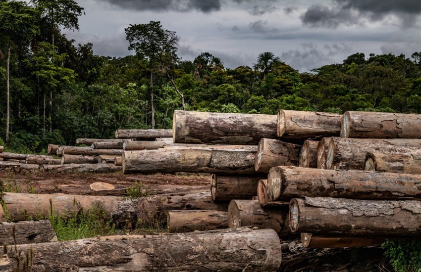 Banking on Nature- Financiers Take Aim at Deforestation