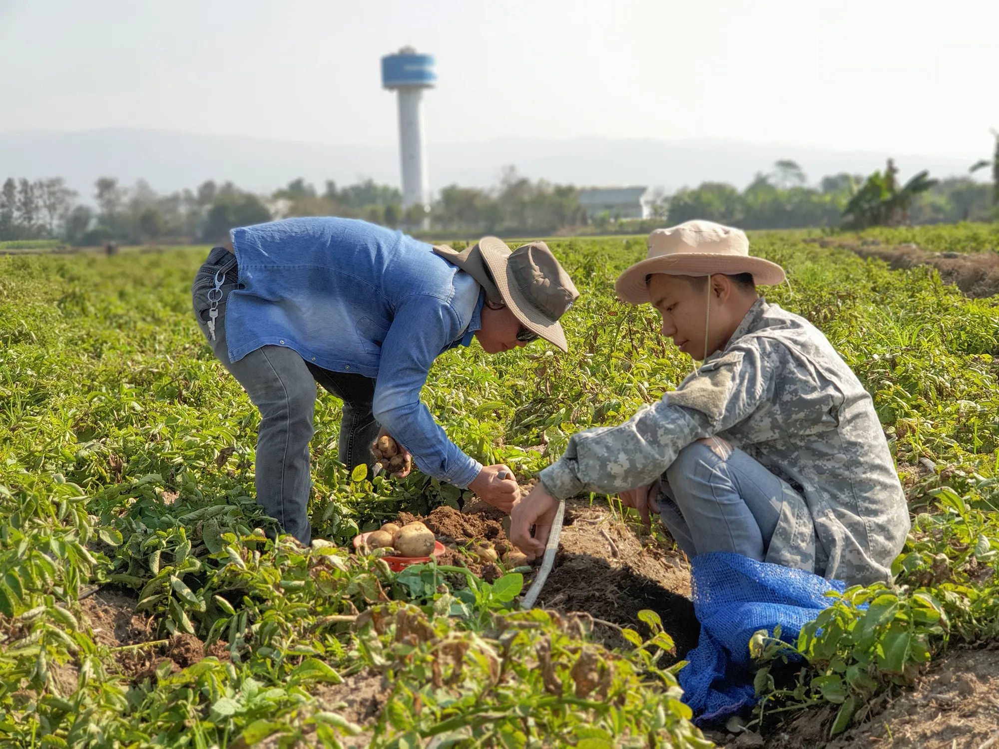 Farm to Fortune- Why Companies Are Betting the Farm on Regenerative Agriculture