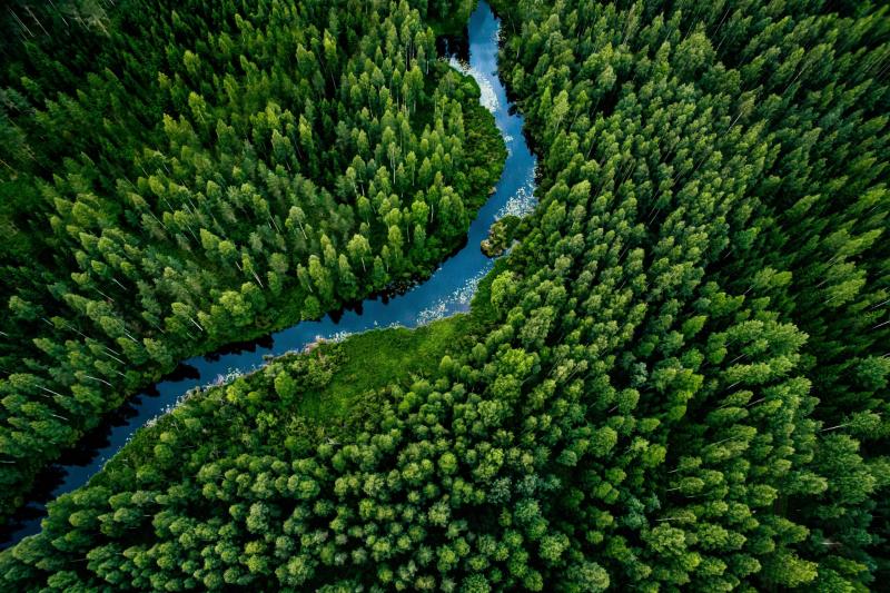 TotalEnergies Invests $100 Million in U.S. Forest Carbon Projects to Enhance Carbon Storage and Conservation