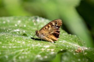 World Economic Forum Releases Spotlight on Nature Report Showcasing Business Transformations Toward a Nature-Positive Economy