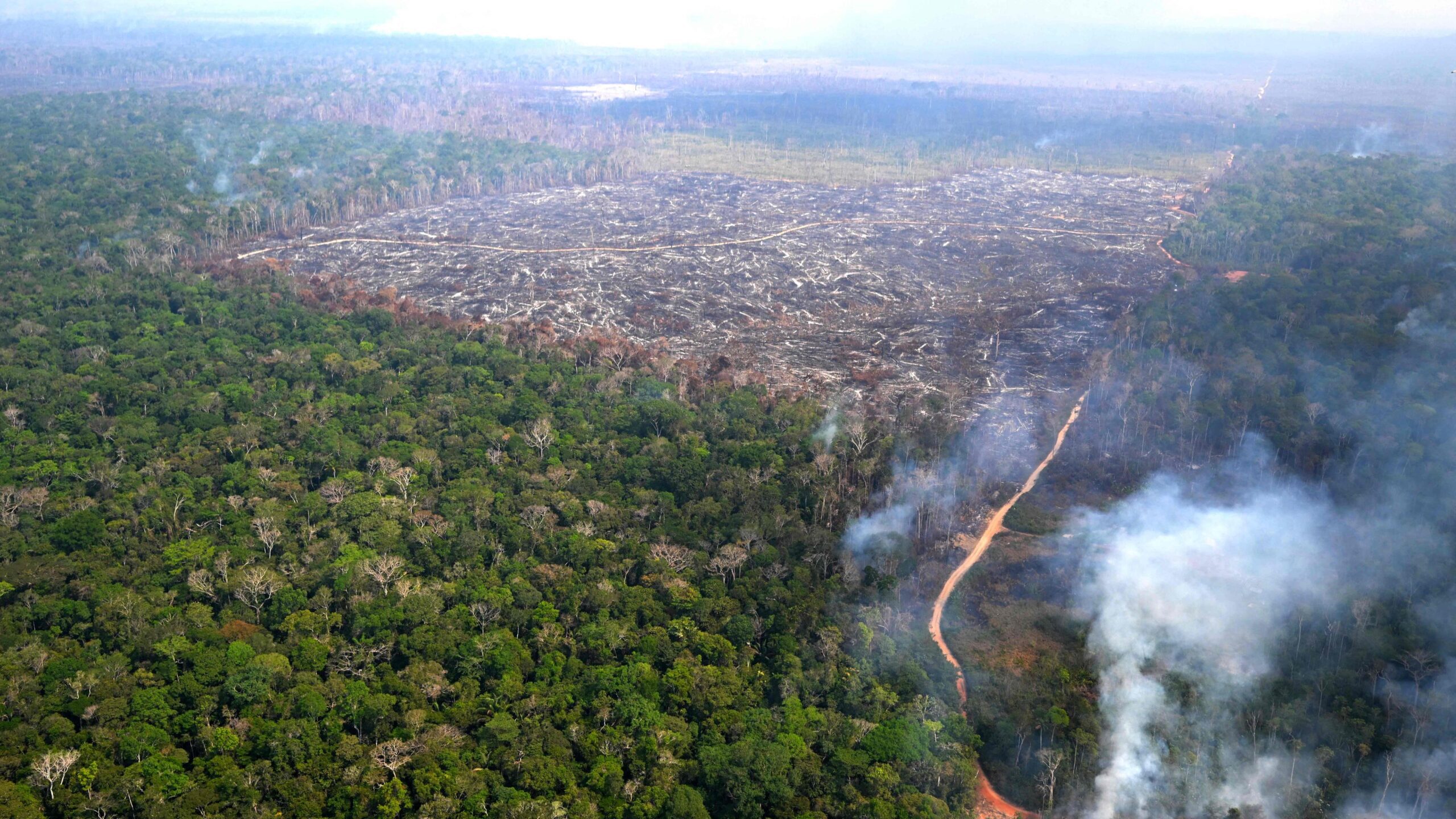 EU Delays Deforestation Law Amid Global Pressure and Internal Challenges