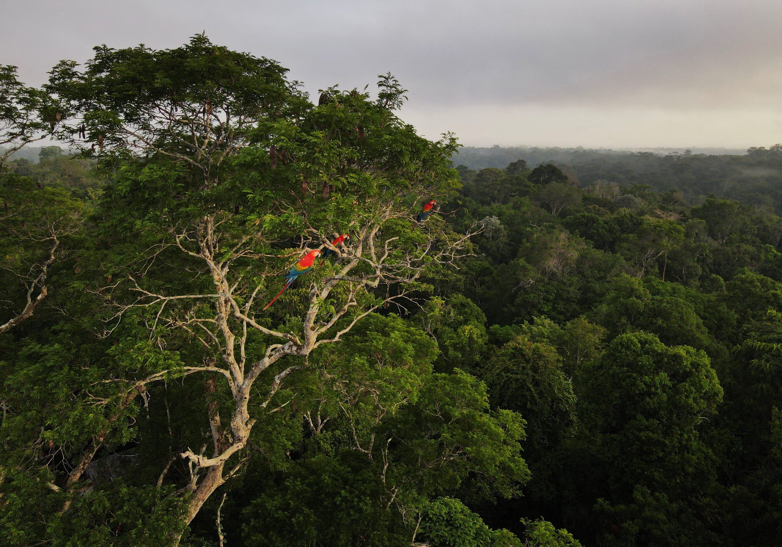 IDB, World Bank Unveil Amazonia Bonds Guidelines to Drive Sustainable Investment in the Amazon