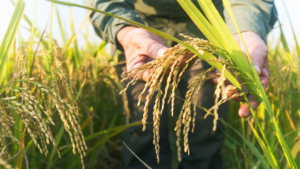 Mars Supports Climate-Smart Rice Farming to Cut Water Use and Emissions