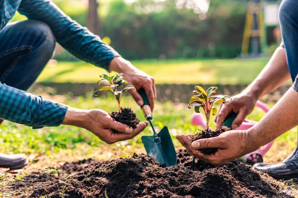 Chestnut Carbon Restores 30K Acres with 17M Trees in Largest U.S. Afforestation Project