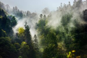 Climate Asset Management’s U.S. Forestry Project Secures Microsoft Deal for 700,000 Long-Term Carbon Credits