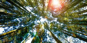 Gresham House Closes UK’s Largest Forestry Fund at $500M to Scale Carbon, Biodiversity Investment