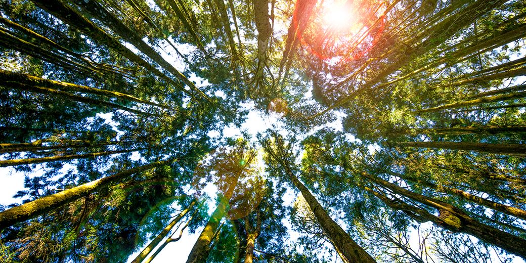 Gresham House Closes UK’s Largest Forestry Fund at $500M to Scale Carbon, Biodiversity Investment