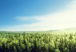 J.P. Morgan Asset Management Closes $1.5 Billion Forest & Climate Solutions Fund