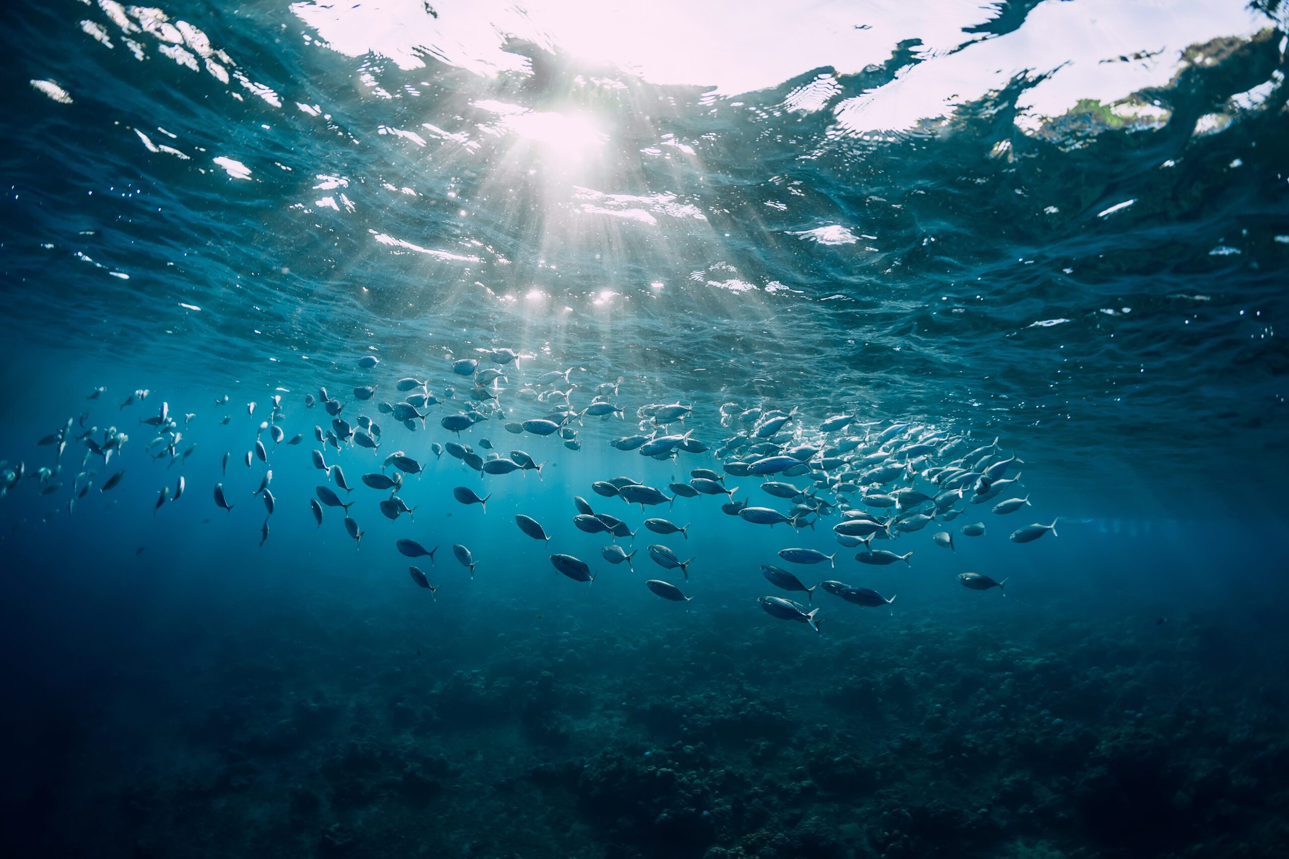 The Business Case for a Sustainable Blue Economy
