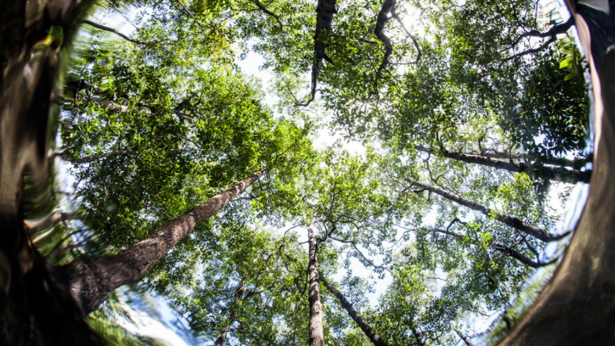 UNDP Calls for Scaling Debt-for-Development Swaps to Align Fiscal Relief with Nature Protection