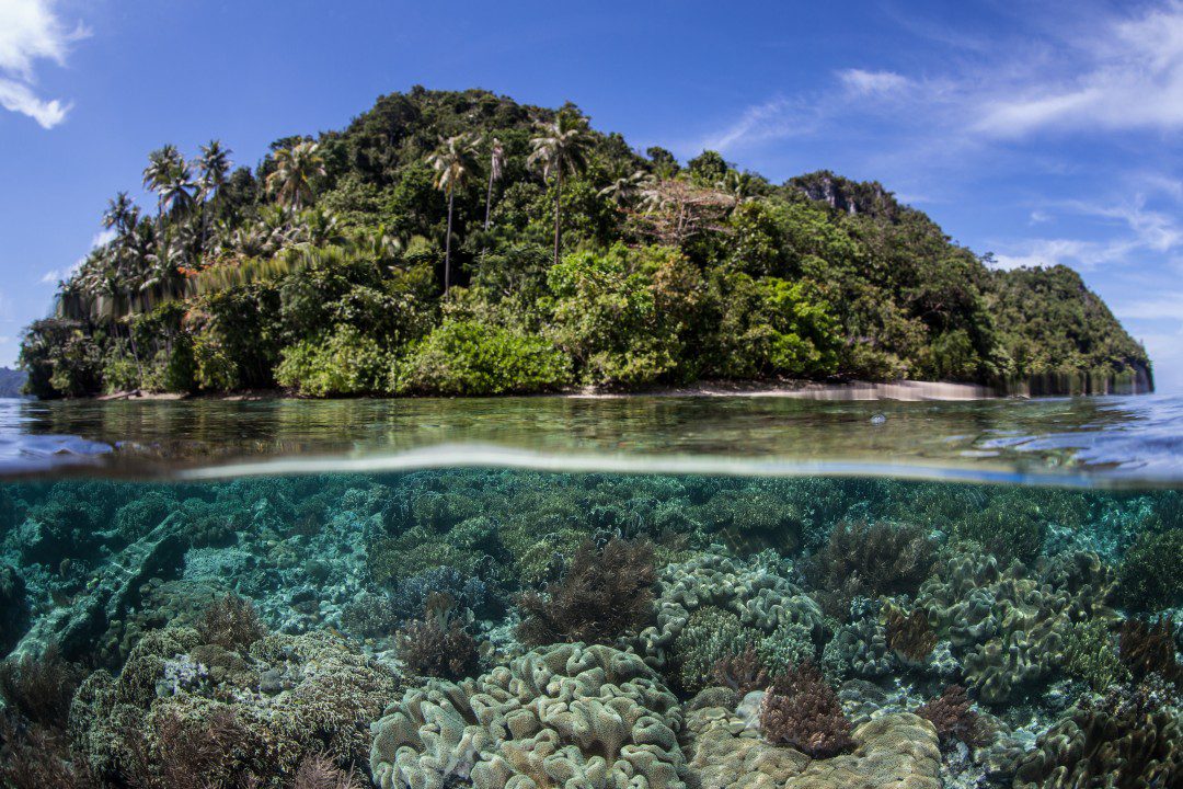 UNDP, TNFD, and KPMG Launch ‘NATURE-INSURE’ to Equip Insurance Supervisors for Biodiversity Risk
