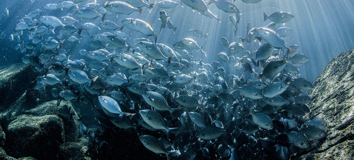 Global Push Builds for High-Seas Biodiversity Treaty