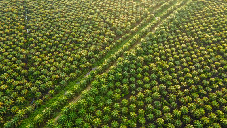 EU Delays Rollout of Deforestation Law, Eases Compliance for Smaller Firms