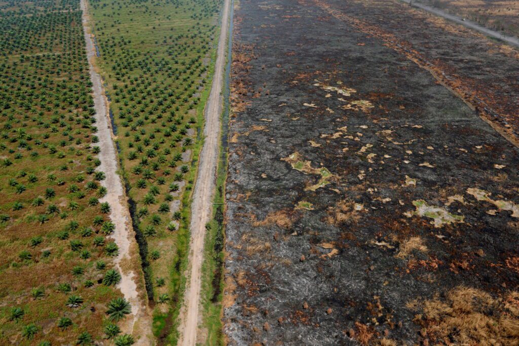 Global Investors Controlling $3 Trillion Call for Policy Action to Halt Deforestation by 2030