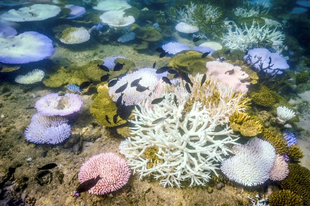 Scientists Confirm Earth’s First Climate Tipping Point: Coral Reefs in Irreversible Collapse