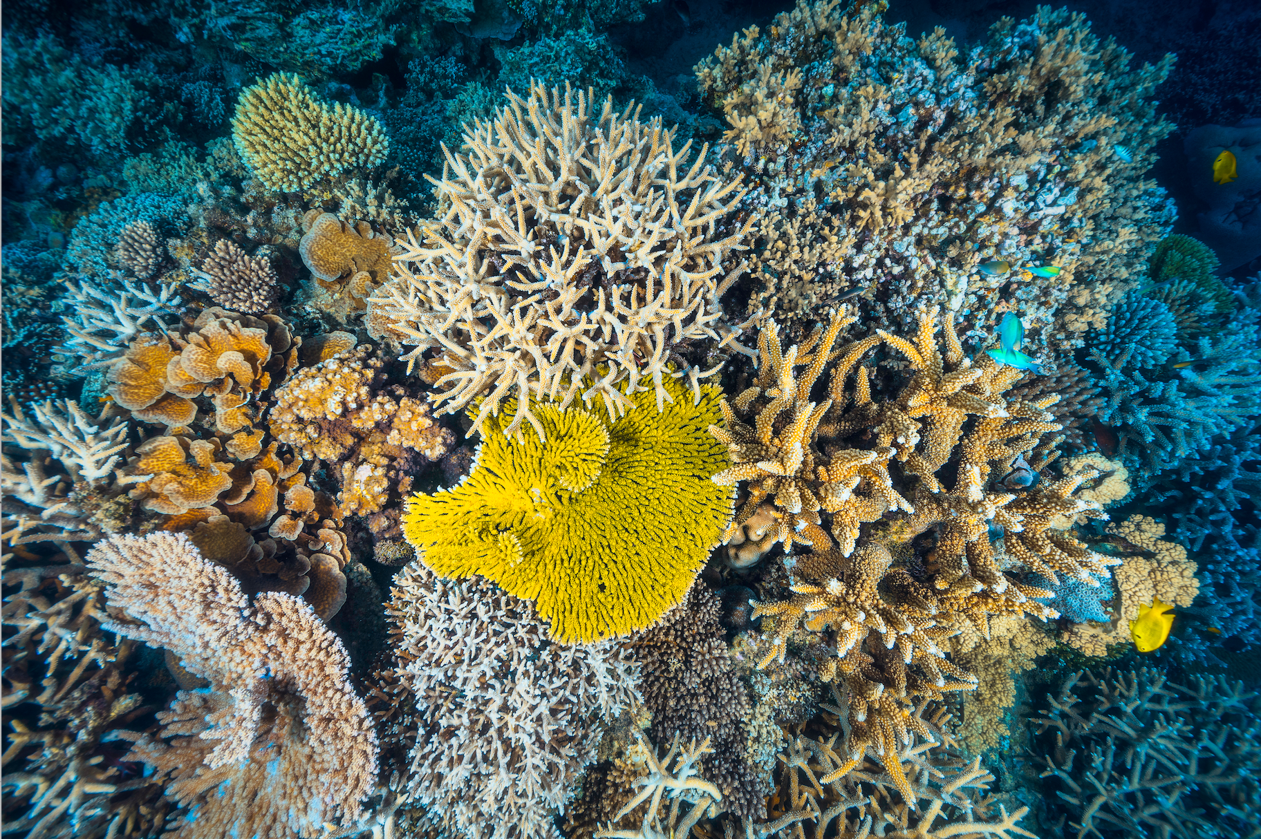Scientists Confirm Earth’s First Climate Tipping Point: Coral Reefs in Irreversible Collapse