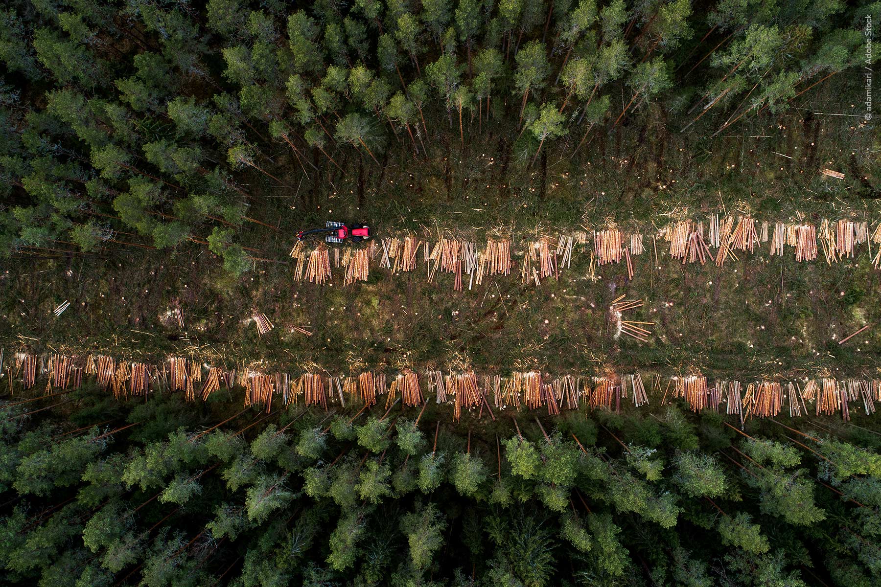 European Parliament Agrees to Delay EU Deforestation Regulation and Ease Supply Chain Rules