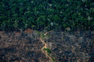 EU Council Adopts EUDR Changes Delaying Deforestation Law to 2026