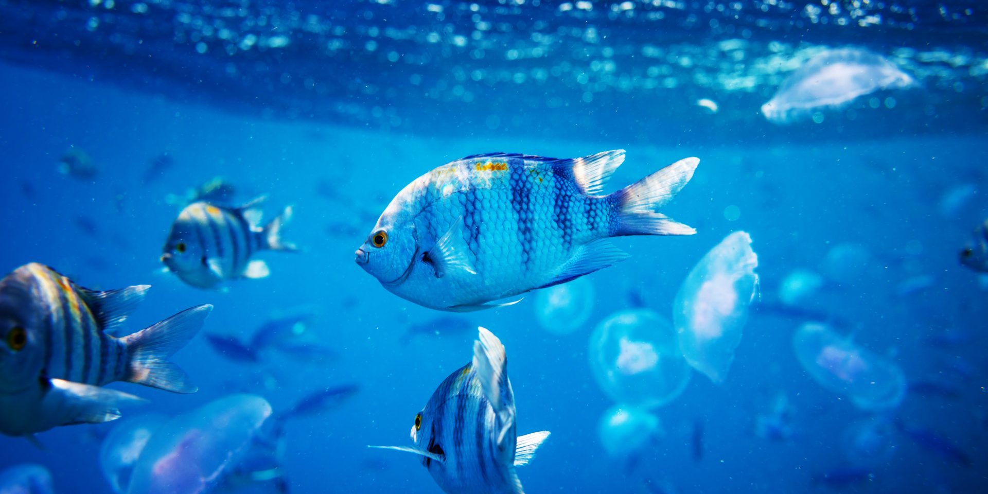 Tanzania Secures GEF Approval for Coastal Habitats and Blue Economy Project