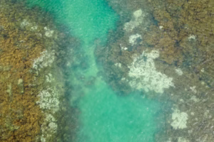 Debt-for-Nature Swaps Shift Toward Institutional Capital After U.S. Pullback