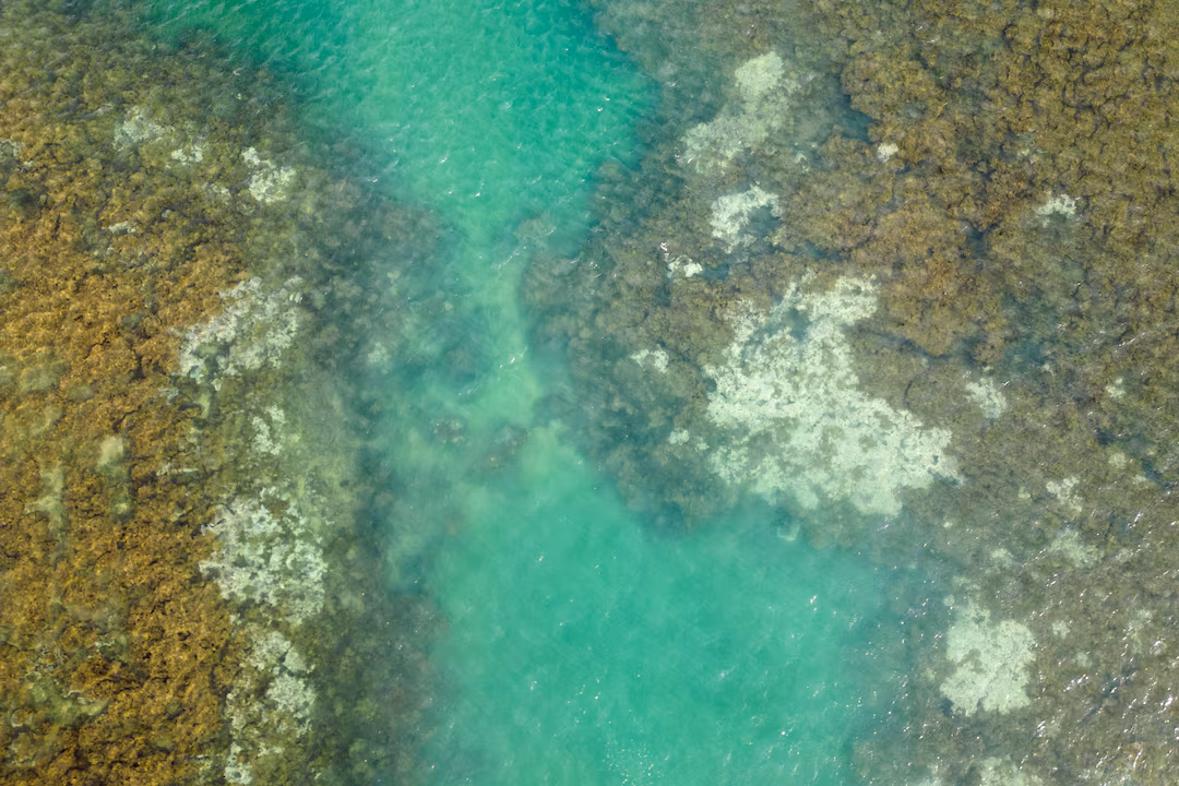 Debt-for-Nature Swaps Shift Toward Institutional Capital After U.S. Pullback