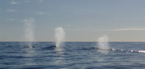 The Ocean’s New Giants- Why Humpback “Super-Groups” Are Rewriting the Rules of Marine Life