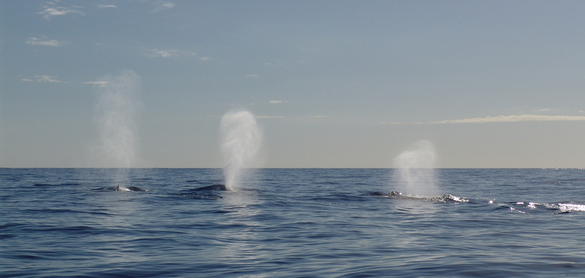 The Ocean’s New Giants- Why Humpback “Super-Groups” Are Rewriting the Rules of Marine Life
