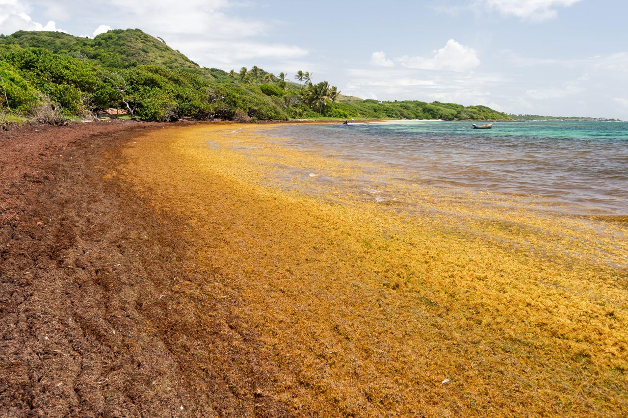 From Seaweed Crisis to Climate Opportunity: Grenada’s SarGas Wins Top Investment Recognition in London