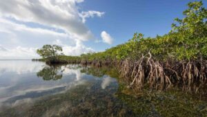 Against the Tide: The World’s Mangrove Forests Are Making a Remarkable Comeback