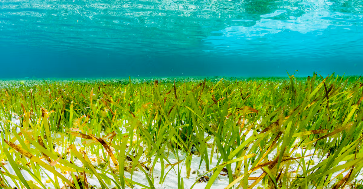 Seagrass Could Unlock Up to $2.3 Trillion in Climate Finance, Landmark Study Finds
