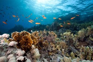 Trump Reopens Protected Pacific Waters to Commercial Fishing, Igniting Conservation and Sovereignty Concerns Across Oceania