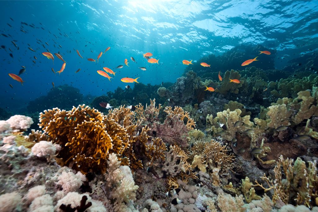 Trump Reopens Protected Pacific Waters to Commercial Fishing, Igniting Conservation and Sovereignty Concerns Across Oceania