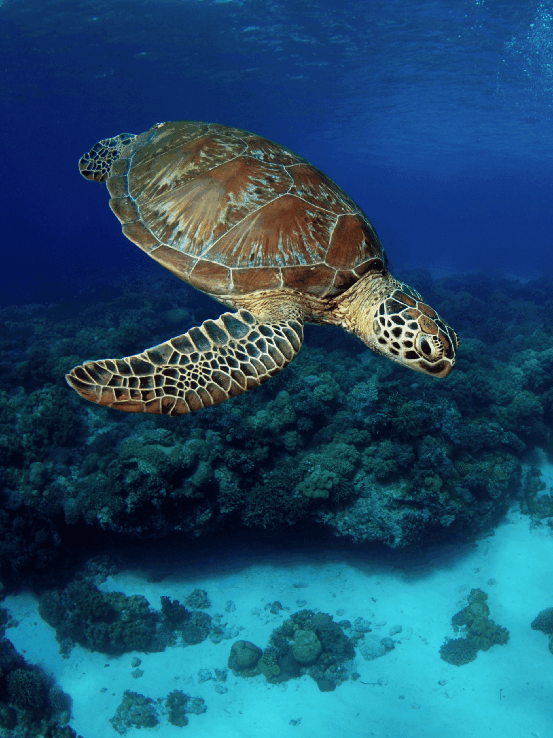 Sea turtle over a coral reef
