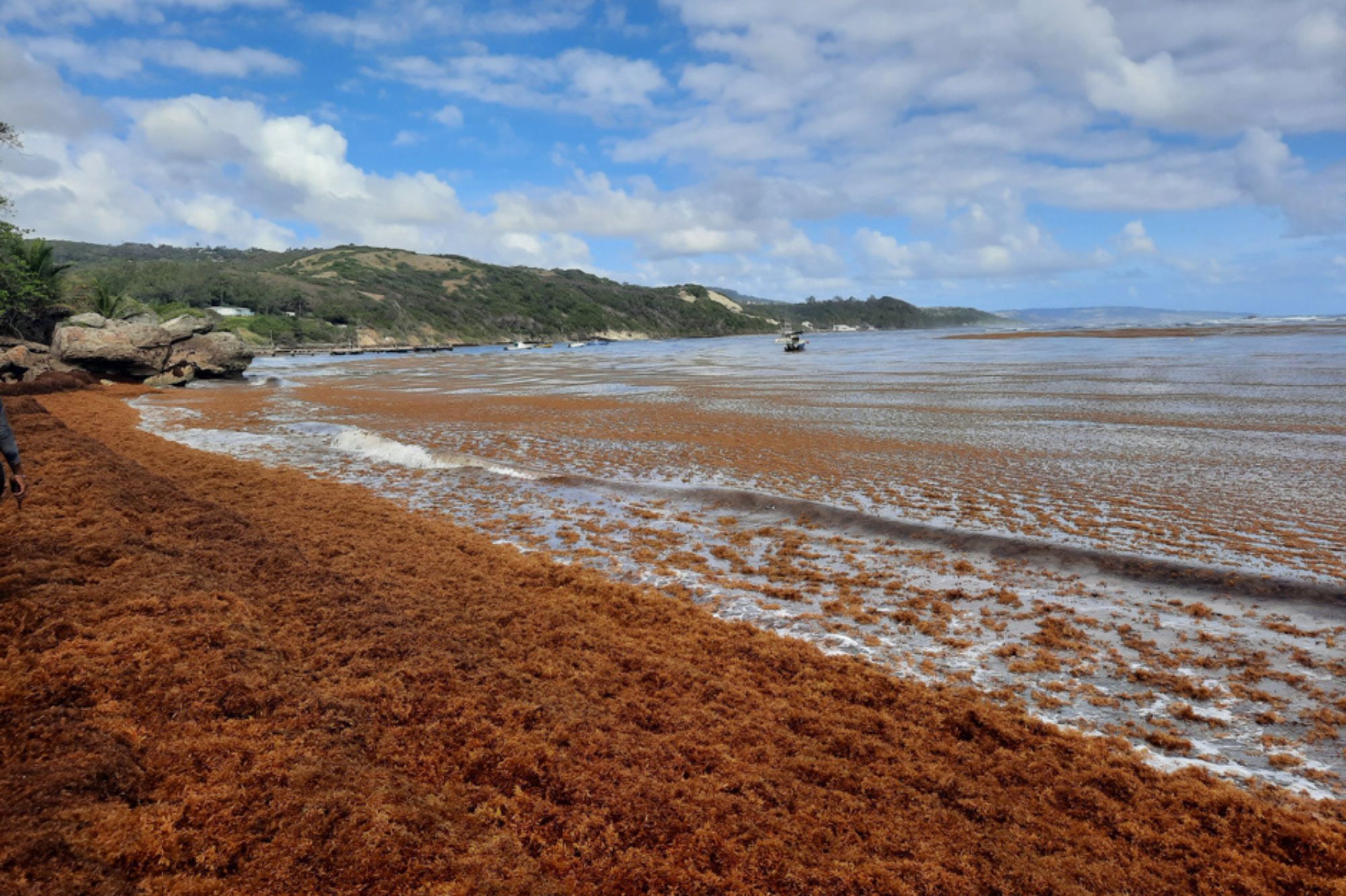 The Atlantic’s Sargassum Boom Is Reshaping Coastlines—and Coastal Economies