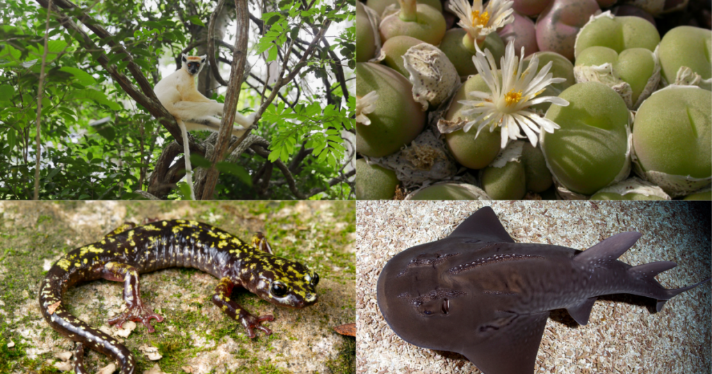 The Phoenix Species Project
